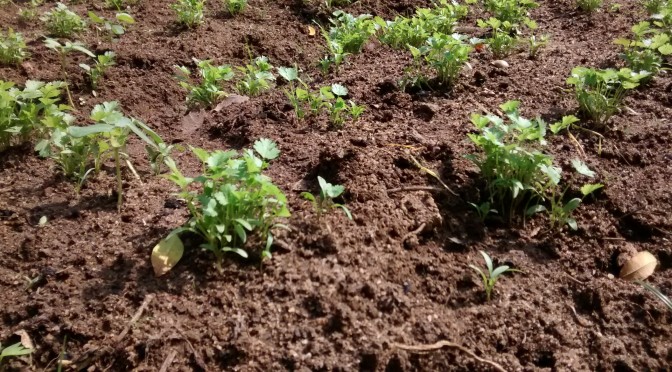 Ecossistema comunicativo de Mitotes