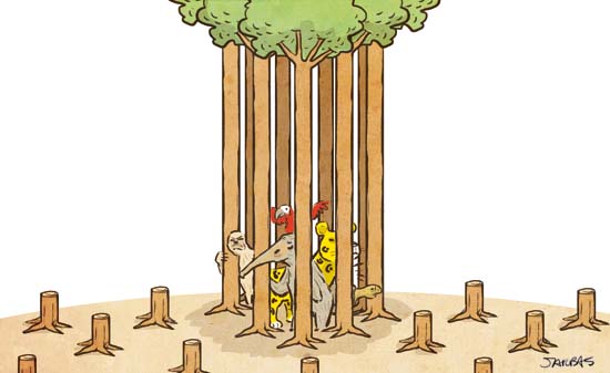 O velho novo código florestal